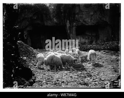 23rd Psalm, sheep Stock Photo