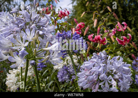 Flowering blue agapanthus in an English garden, Hampshire, UK Stock Photo