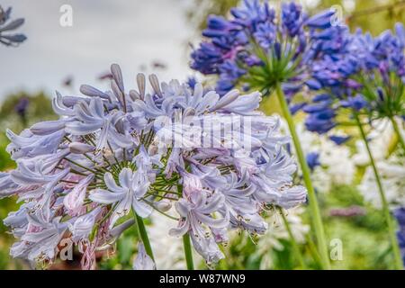 Flowering blue agapanthus in an English garden, Hampshire, UK Stock Photo