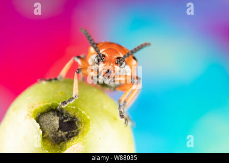 Macro photo of a spotted asparagus beetle Crioceris duodecimpunctata on an asparagus seed pod with a colorful background Stock Photo