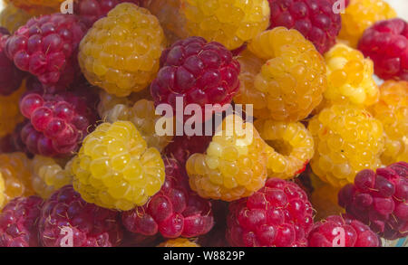Close up of yellow and red organic raspberries freshly picked in the garden Stock Photo