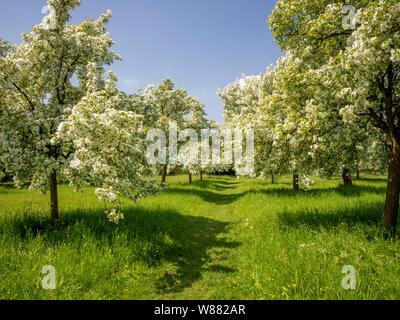 Blossom in spring Stock Photo