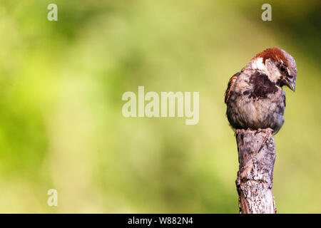 Nice small bird, called House Sparrow (parus domesticus) posed over a branch, with an out of focus background.