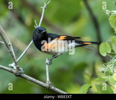 Closeup of orange and black bird, American Redstart ( Setophaga ruticilla) perched on a leafy branch during fall migration in Ontario,Canada Stock Photo