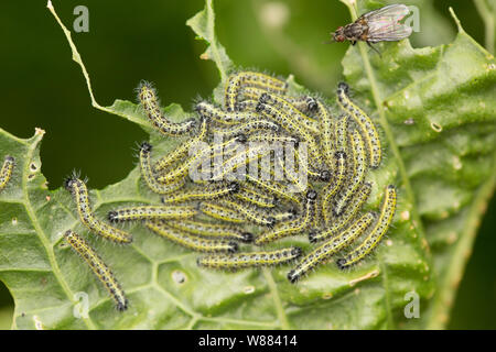 Young large white butterfly caterpillars, Pieris brassicae, found feeding on wild horseradish leaves, Armoracia rusticana, growing on the banks of the Stock Photo