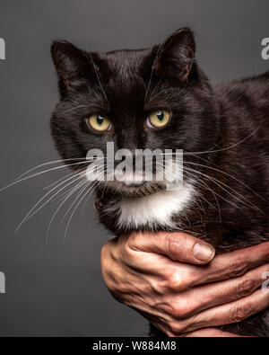 Cat with old persons hand Stock Photo