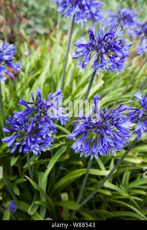 The purple blue flowers of the Agapanthus Orientalis plant Stock Photo