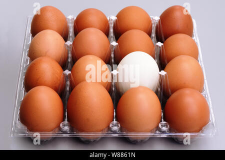 white egg in brown chicken eggs plastic box on gray background, easter and difference concept Stock Photo