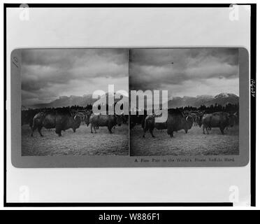 A fine pair in the world's finest buffalo herd Stock Photo