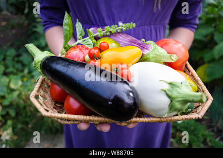 A girl is carrying freshly picked organic eco grown vegetables in the garden. Organic egglants or aubergines, different types of tomatoes and basil. Stock Photo