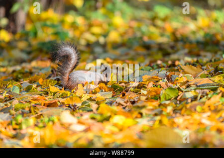 Squirrel tail sticking out from many fallen yellow maple leaves in the autumn park. Fluffy squirrel searches for food under fallen leaves in the Stock Photo