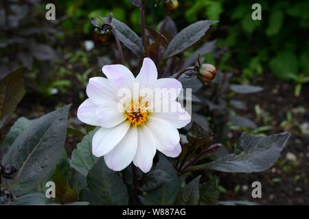 Dahlia Bishop of Dover white flowers tinged with lilac with dark foliage Stock Photo