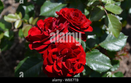 Summer in Nova Scotia: Closeup of Three Red Roses Stock Photo