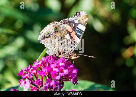 Buddleja davidii the Butterfly bush Stock Photo