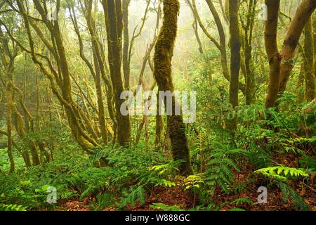 Moss covered trees in laurel forest, Mercedes forest, Anaga mountains, Canary Islands, Tenerife, Spain Stock Photo