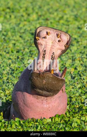 Hippopotamus (Hippopotamus amphibius) with open mouth displaying dominance in a pond covered with water lettuce, Masai Mara National Reserve, Kenya Stock Photo