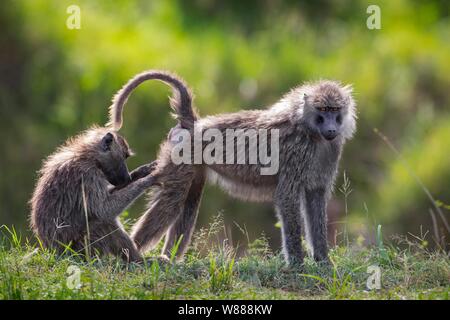 Two olive baboons (Papio anubis) mutual grooming, Masai Mara National Reserve, Kenya Stock Photo