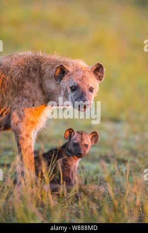 Spotted hyena (Crocuta crocuta) mother animal with cub, Masai Mara National Reserve, Kenya Stock Photo