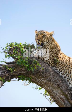 Leopard (Panthera pardus), lying on a tree, Masai Mara National Reserve, Kenya Stock Photo