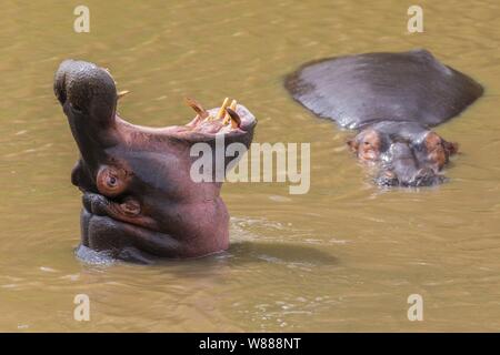 Hippo (Hippopotamus amphibius) with open mouth displaying dominance in a river, Masai Mara National Reserve, Kenya Stock Photo