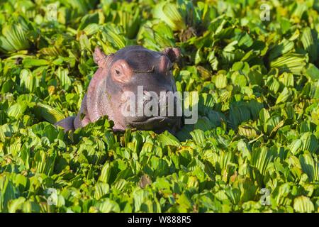 Young Hippopotamus (Hippopotamus amphibius) in a pond covered with water lettuce, Masai Mara National Reserve, Kenya Stock Photo