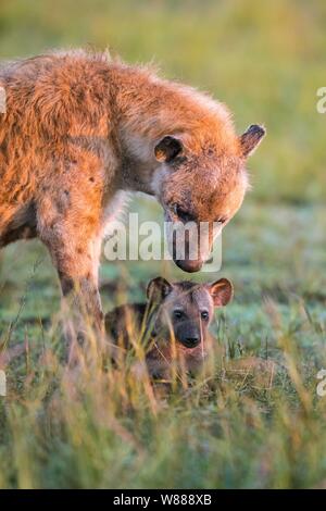 Spotted hyena (Crocuta crocuta) mother animal with cub, Masai Mara National Reserve, Kenya Stock Photo