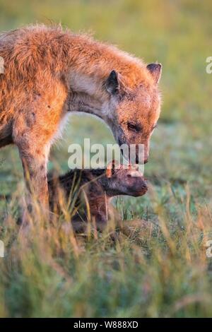 Spotted hyena (Crocuta crocuta) mother animal with cub, Masai Mara National Reserve, Kenya Stock Photo