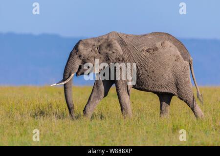African elephant (Loxodonta africana) walking in savanna, Masai Mara National Reserve, Kenya Stock Photo