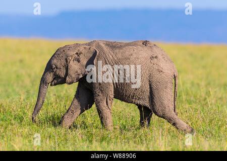 Young African elephant (Loxodonta africana), elephant calf covered in mud, walking in savanna, Masai Mara National Reserve, Kenya Stock Photo