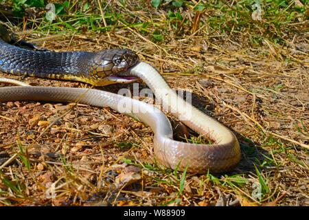 King cobra (Ophiophagus hannah), eating a snake, Thailand Stock Photo