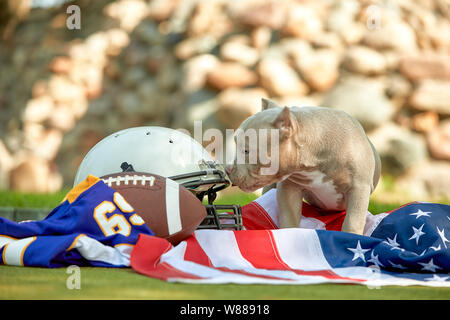 funny american football rugby dog, Stock image