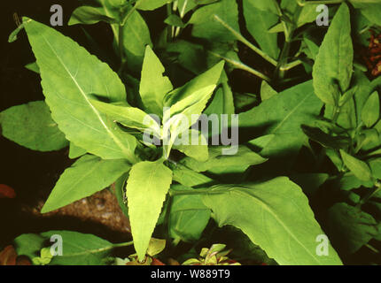 Senegal tea plant, Gymnocoronis spilanthoides Stock Photo