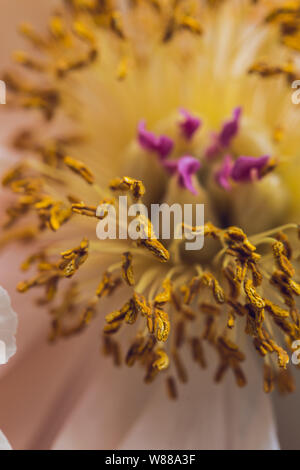 Yellow pistils on a peony flower macro still Stock Photo