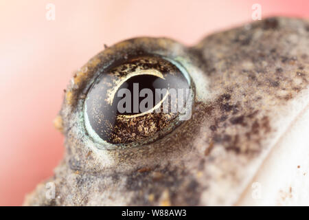 Macro photo of a toad being held in a hand with lots of details visible in its bumpy skin and shiny eyes Stock Photo