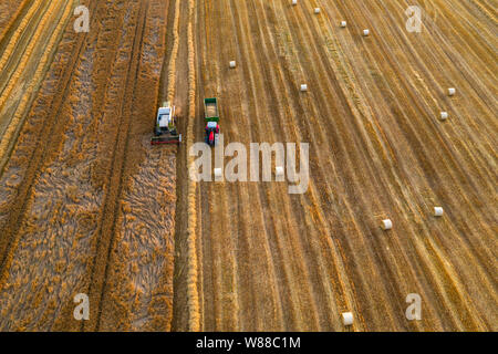 Drone shoot of  golden rapeseed fields being harvested in summer. Shropshire in United Kingdom Stock Photo