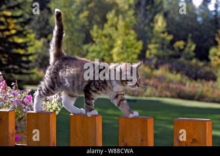 Cute tabby Kitten, few months old,  walking on garden fence. Stock Photo