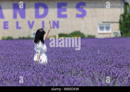 A young asian woman in the lavender fields of southern France. Stock Photo