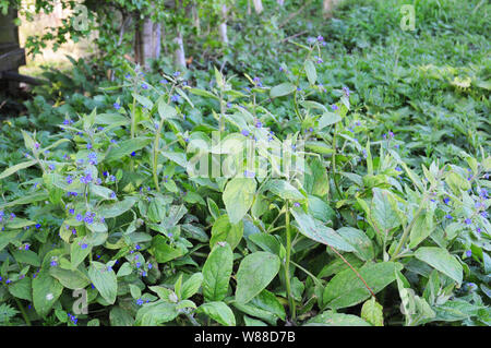 Green alkanet, Pentaglottis sempervirens, growing at the side of a country lane. Stock Photo