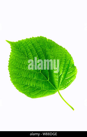 Green leaf Linden Stock Photo