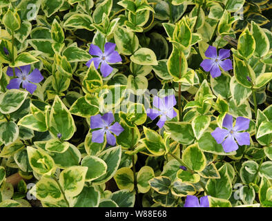 Subshrub Vinca major variegata. Stock Photo