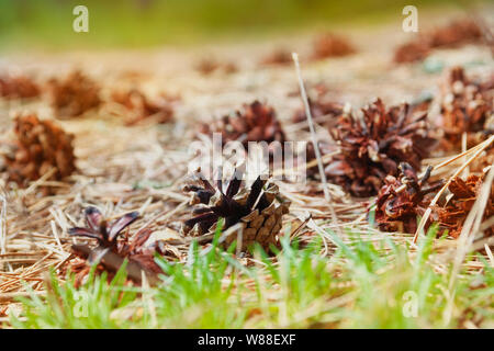 Pine cones on the ground Stock Photo