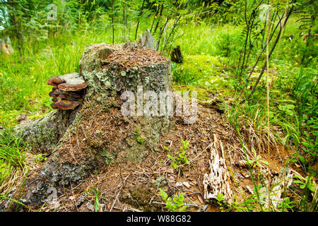 Anthill on the stump Stock Photo