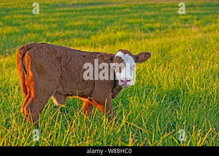 Cow Calf Angus Hereford cross standing in meadow, late afternoon sunlight Stock Photo