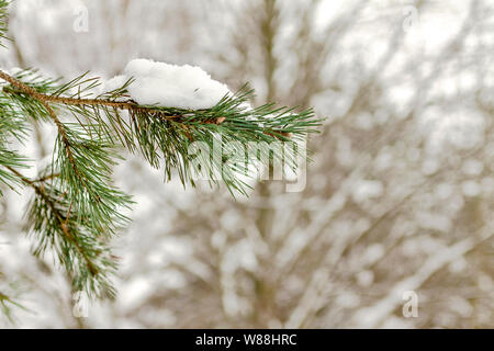Fir branch heavily covered with fresh snow in forest Stock Photo - Alamy