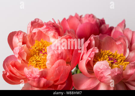 Pink peony flower bouquet on a white background Stock Photo