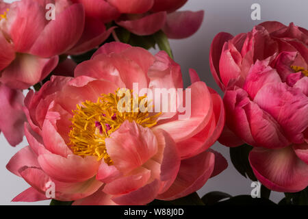 Pink peony flower bouquet on a white background Stock Photo