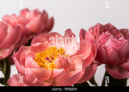 Pink peony flower bouquet on a white background Stock Photo