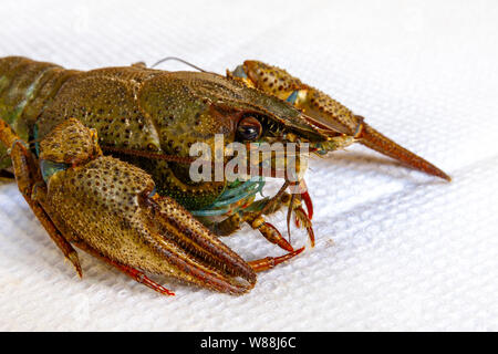Live river crayfish close-up. Do not insulate. Stock Photo