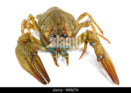 Live river crayfish close-up. Do not insulate. Stock Photo