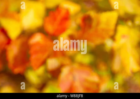 Colorful autumn leaves, fallen rusty leaves in autumn, background Stock Photo